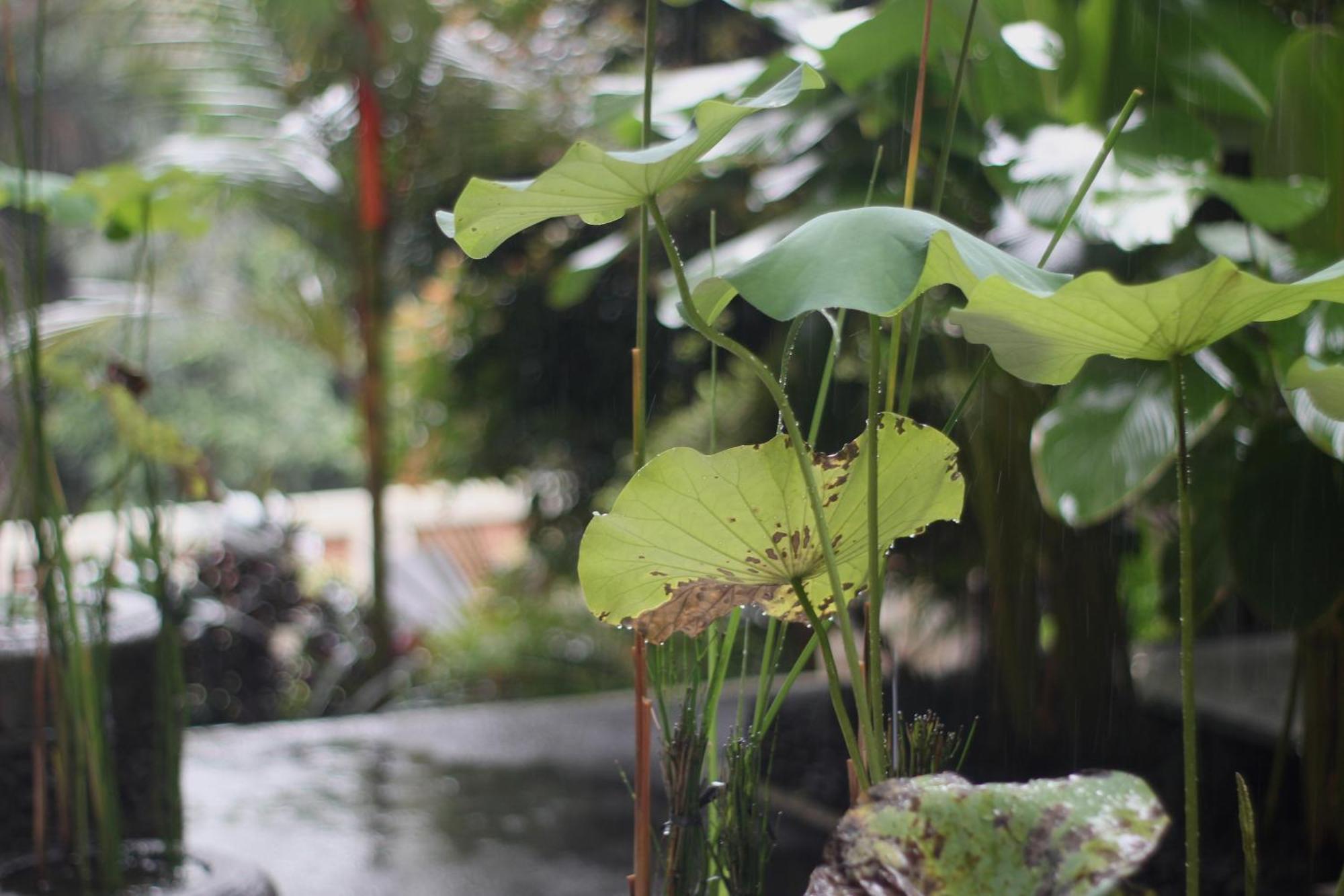 Hanaka Riverside Ubud Esterno foto